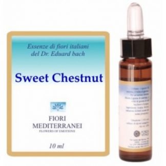 Сладкий каштан Средиземноморские цветы