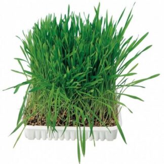 Erba gatto 100g