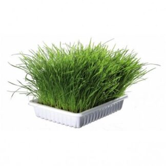 Erba gatto biologica 100g
