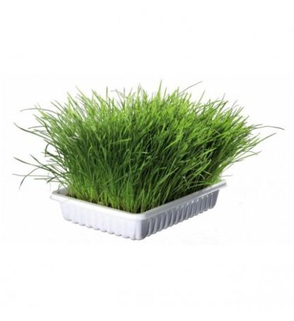 Erba gatto biologica 100g